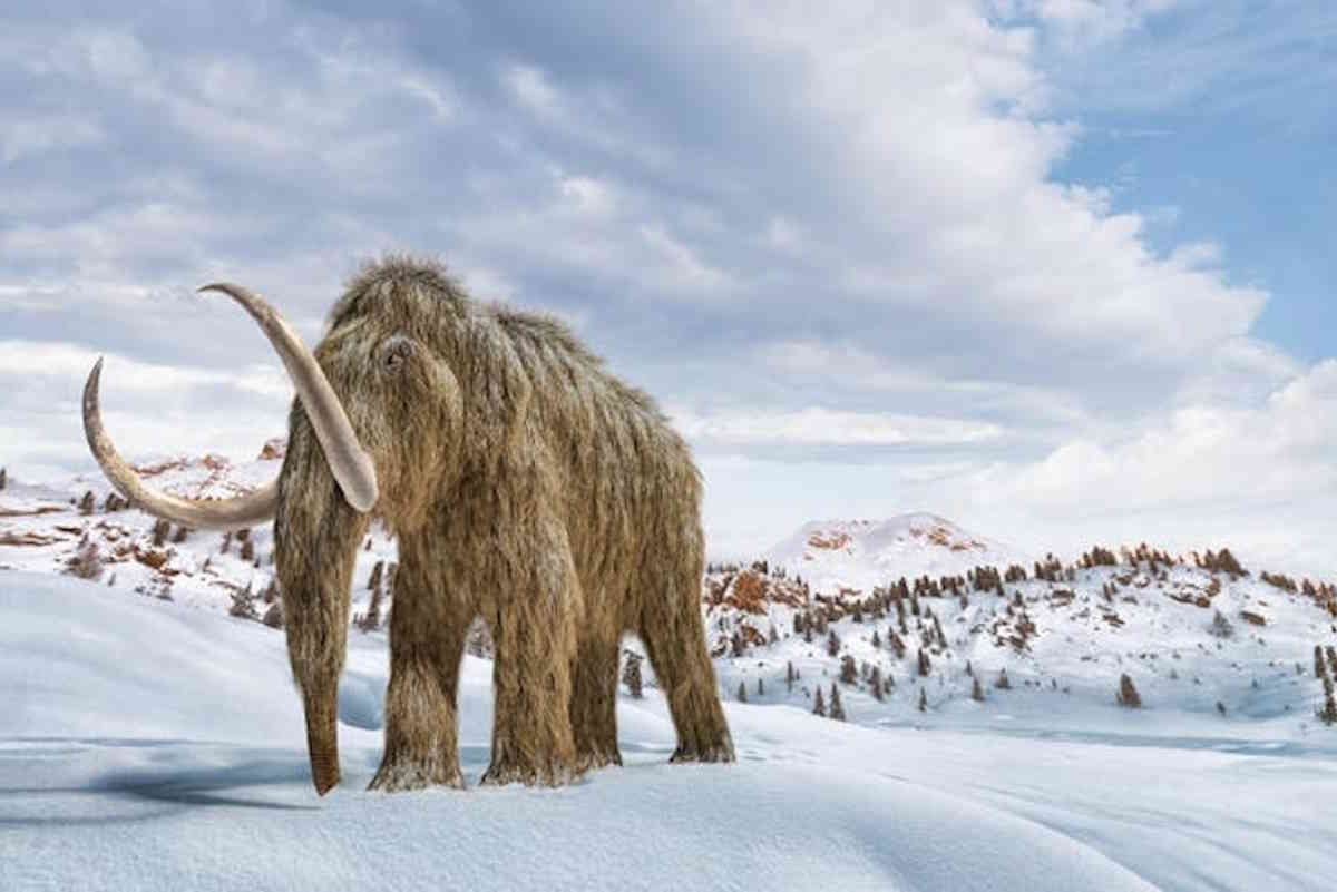 mammut.jpg