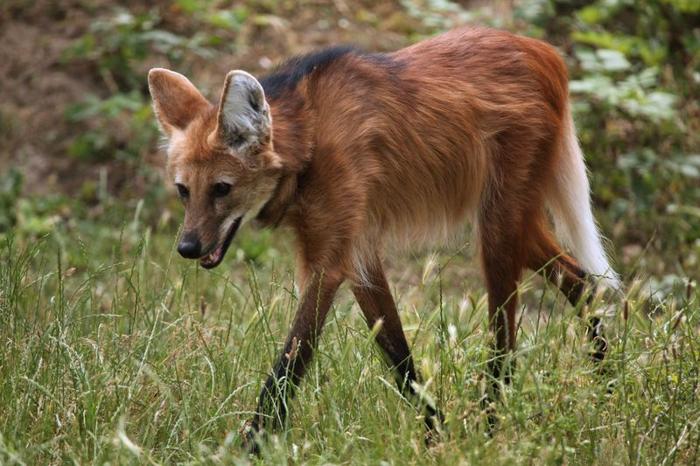 maned wolf m.jpg