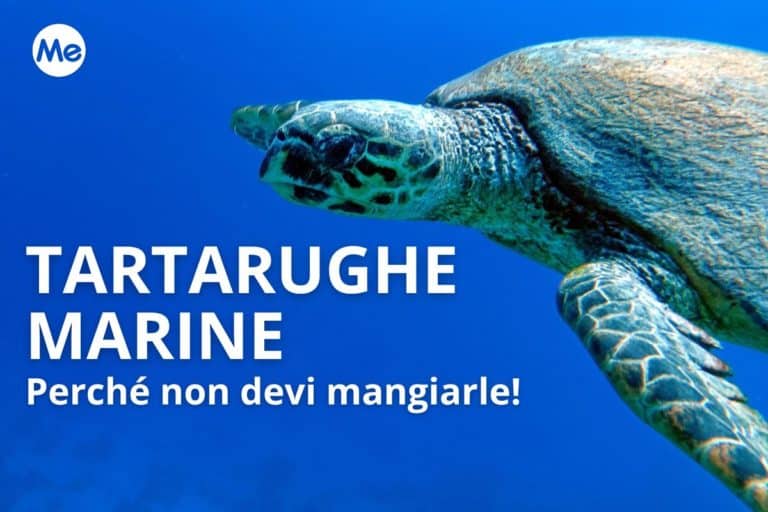 Perché non bisogna mangiare carne di tartaruga marina 1 non mangiare tartarughe marine.jpg