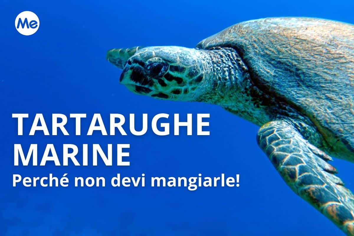 Perché non bisogna mangiare carne di tartaruga marina 1 non mangiare tartarughe marine.jpg