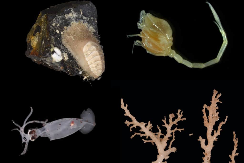 nuove specie nuova zelanda.jpg