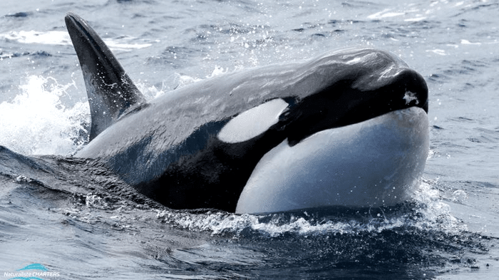 orca defensive defecation m.png