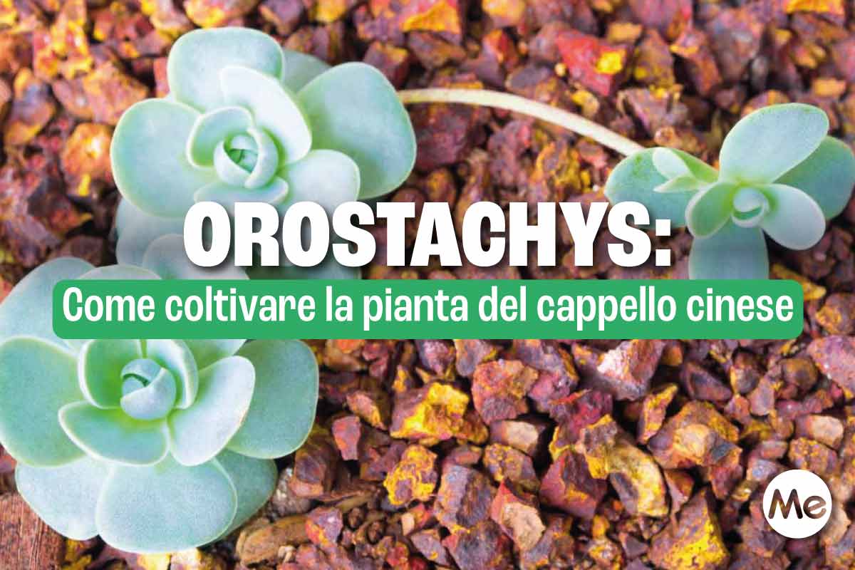 Orostachys: come coltivare la pianta del cappello cinese 1 orostachys 2.jpg
