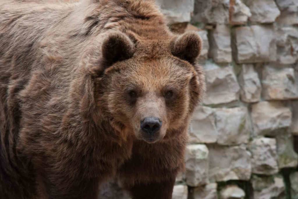 orso zoo.jpg