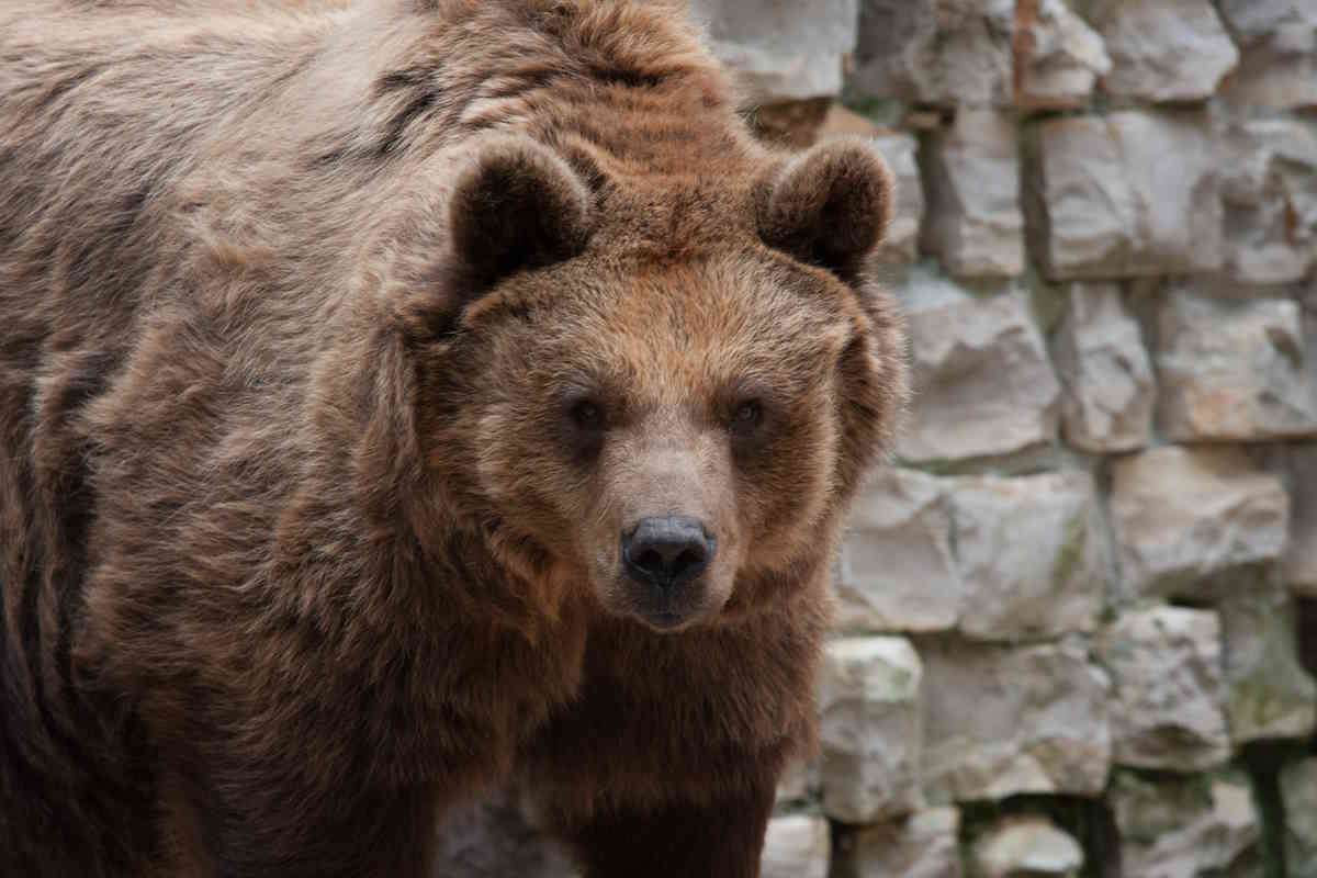 È caccia all’orso che ha ferito 5 persone in Slovacchia: si chiede il via libera agli abbattimenti 1 orso zoo.jpg