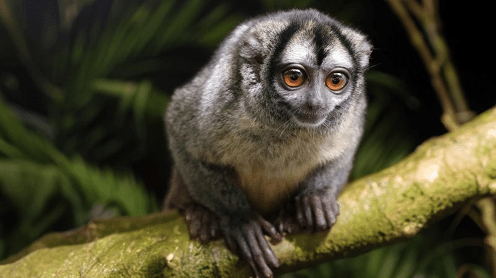 owl monkey m.png