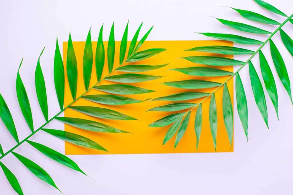 palme pasquali.jpg