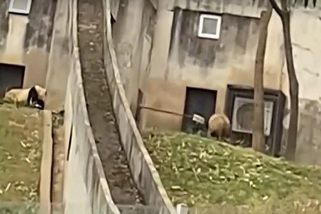 panda.jpg