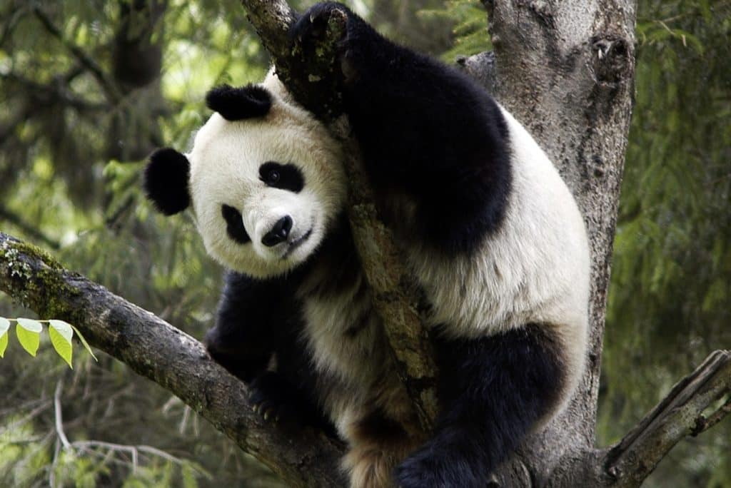 panda.jpg
