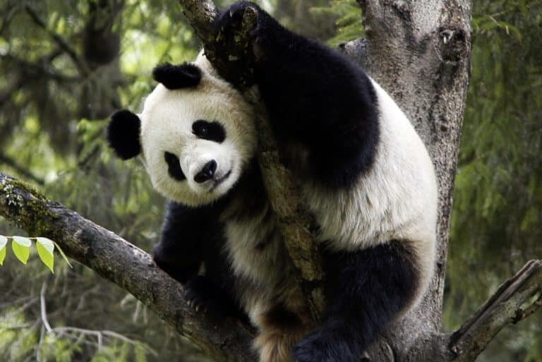 panda.jpg