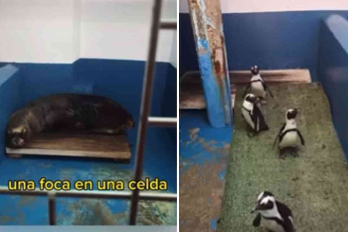 Sono un ex lavoratore di un parco acquatico e ti mostro come le condizioni terribili in cui sono tenuti gli animali marini 1 parco acquatico.jpg