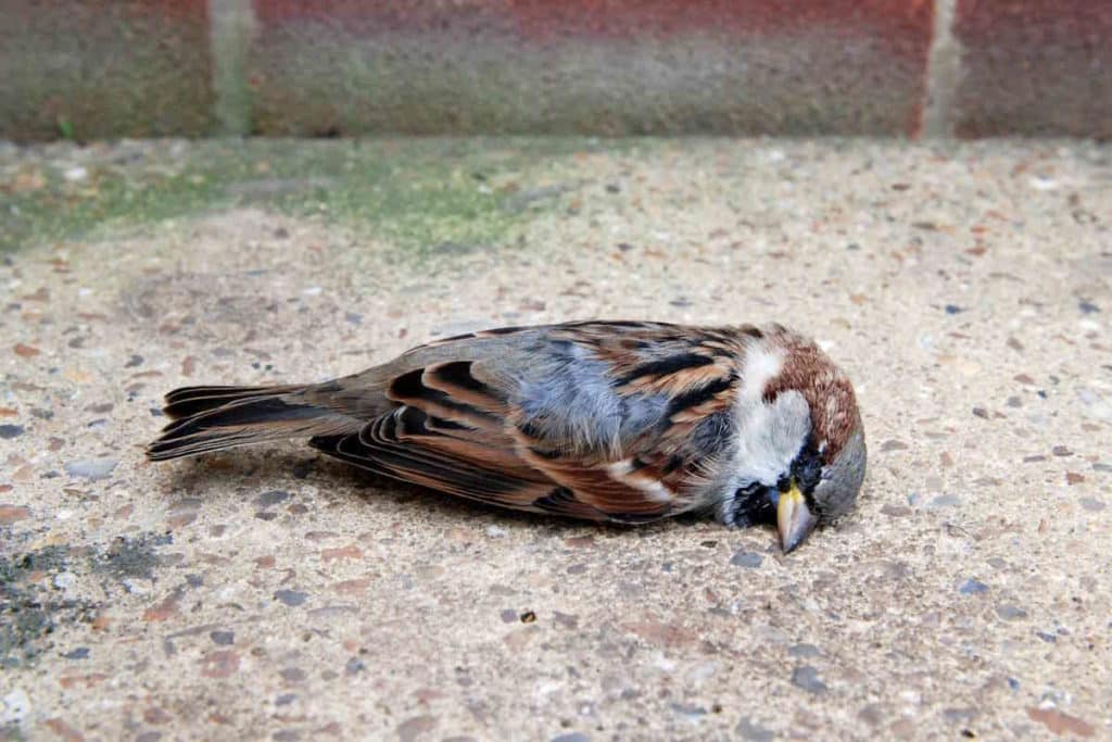 passaro morto.jpg