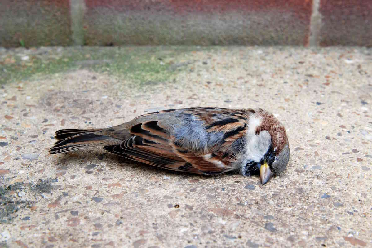 La prossima pandemia? È già in corso e ad affrontarla è la fauna selvatica secondo gli studiosi 1 passaro morto.jpg