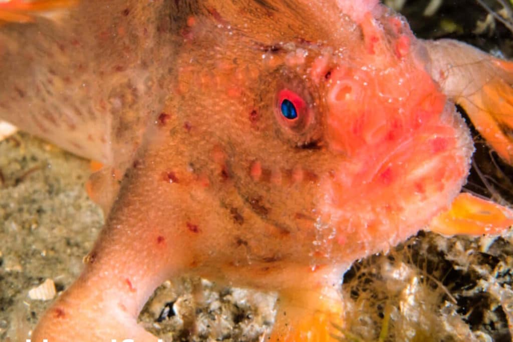 pesce raro conservazione.jpg