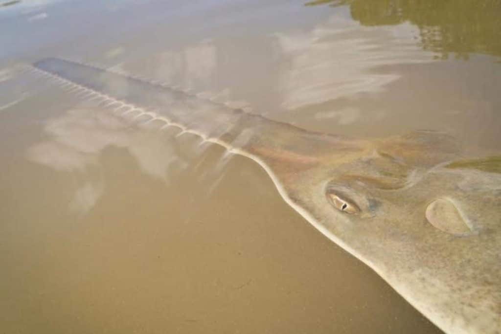 pesce sega morti florida.jpg