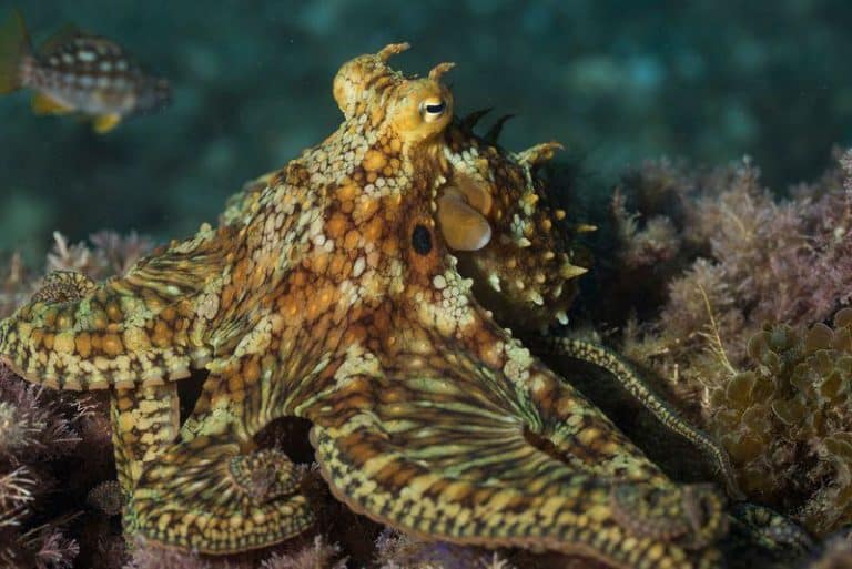 photograph of a two spot octopus m.jpg