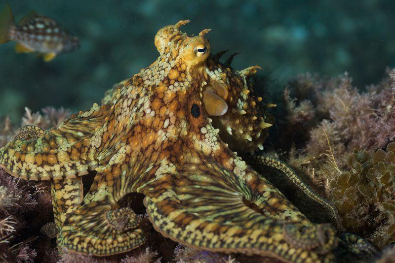 photograph of a two spot octopus m.jpg