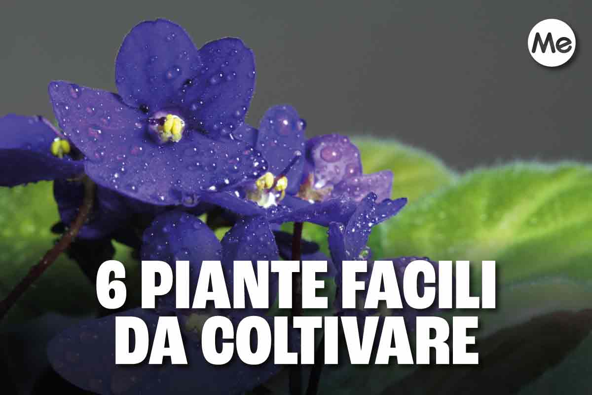6 piante facili da curare per chi non ha il pollice verde 1 piante facili.jpg