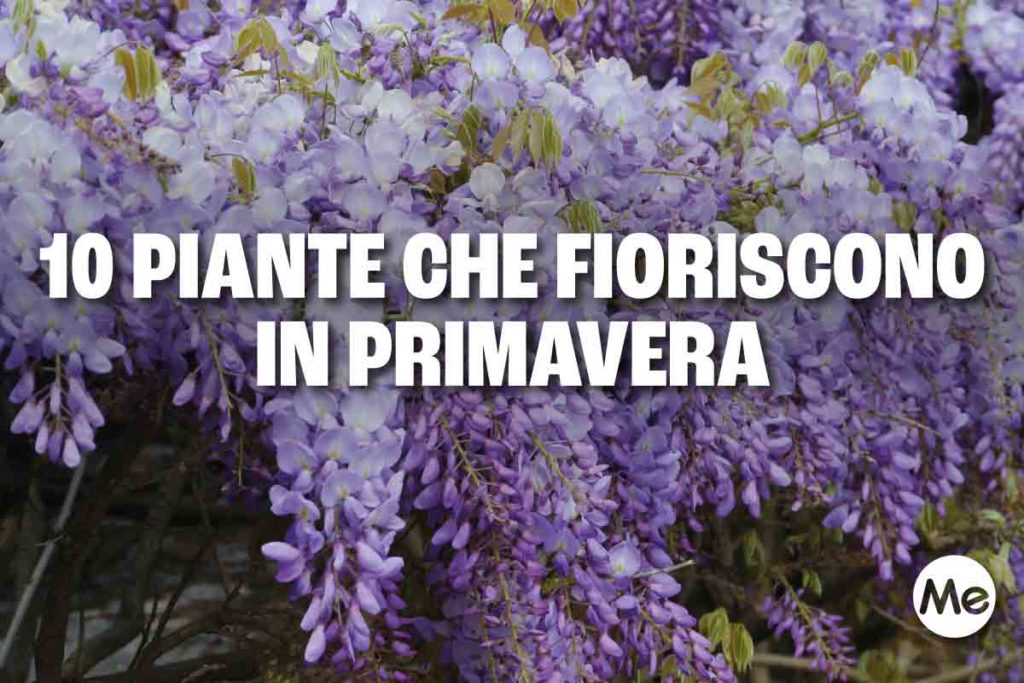 pianteforiscono.jpg