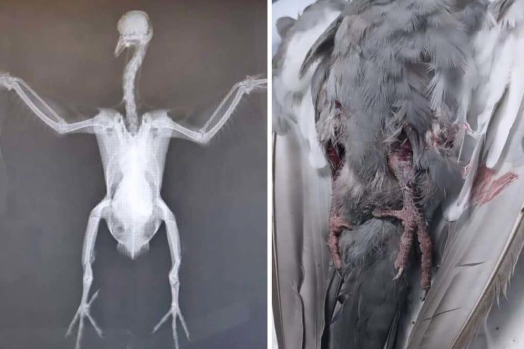 piccione ucciso.jpg