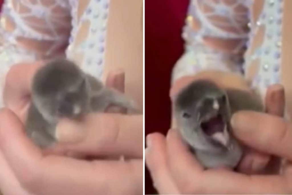 pinguino.jpg