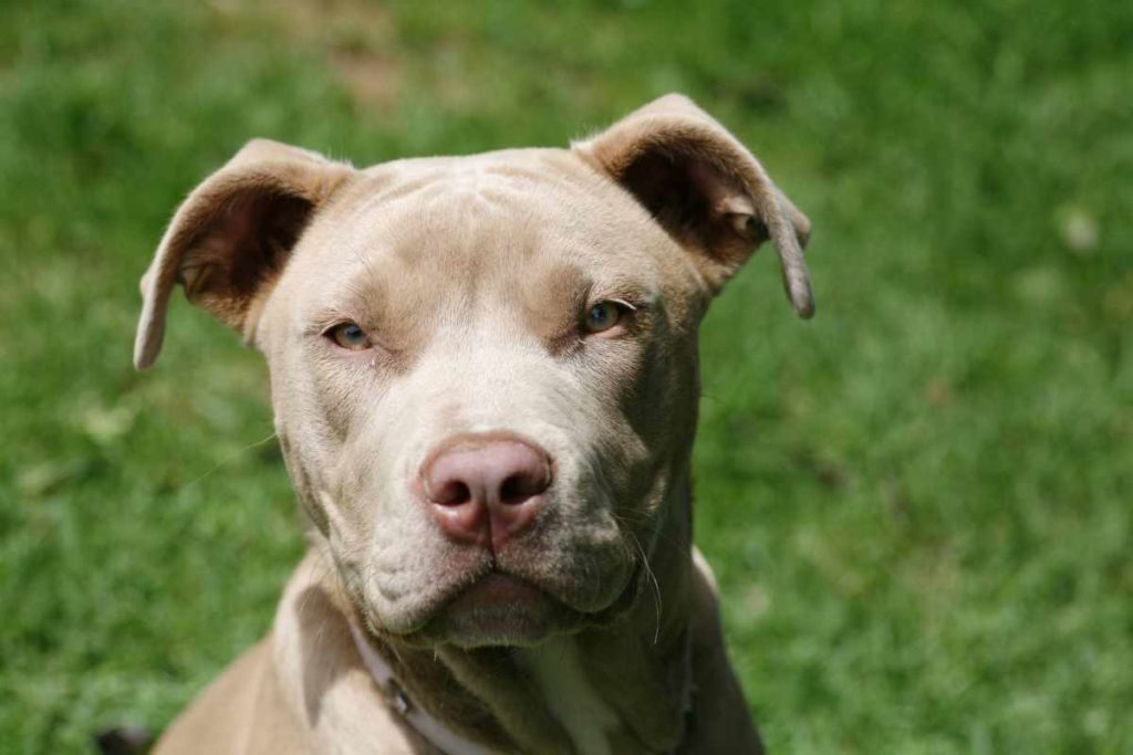 pitbull.jpg