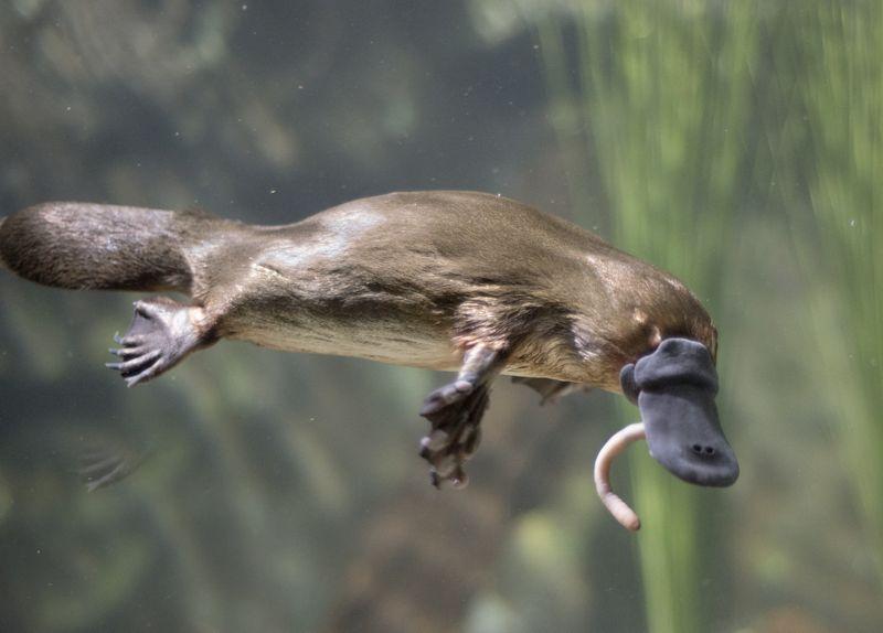 platypus m.jpg