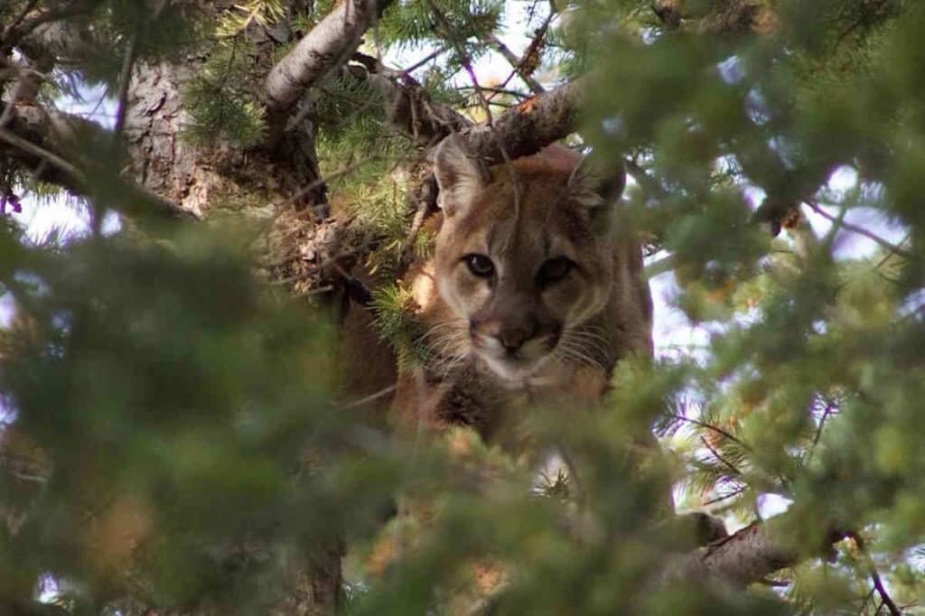 puma Utah.jpg
