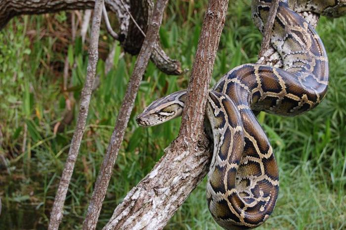 python m.jpg