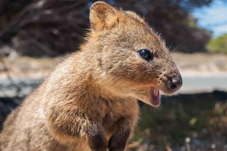 quokka.jpg