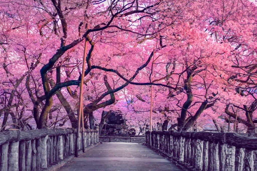 sakura.jpg