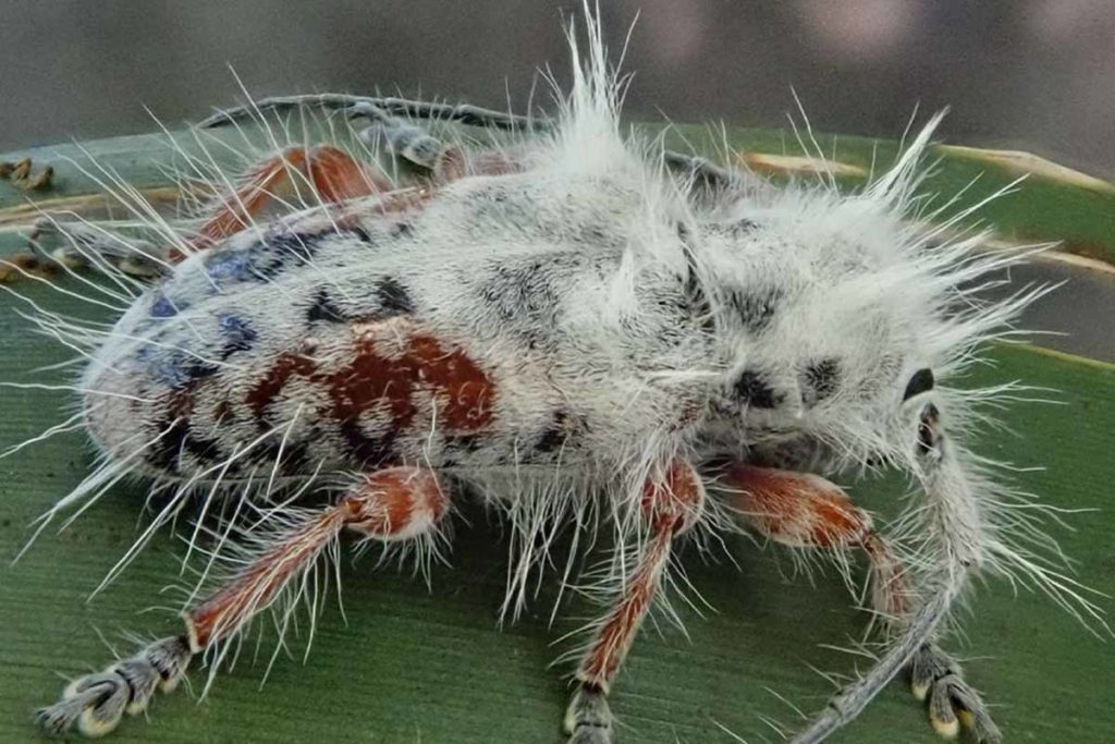 scarabeo peloso.jpg