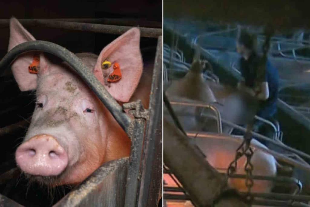 scrofa abusi.jpg