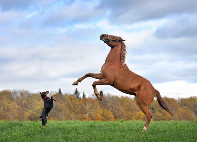 small black dog left and brown horse right both rearing on a grassy field m.jpg
