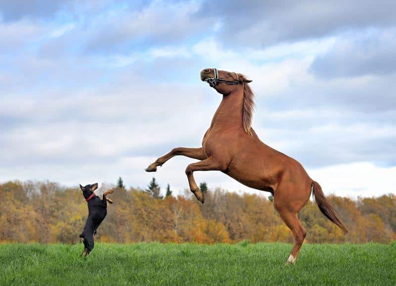 small black dog left and brown horse right both rearing on a grassy field m.jpg