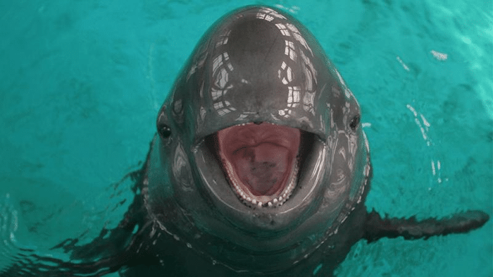 smiling porpoise m.png