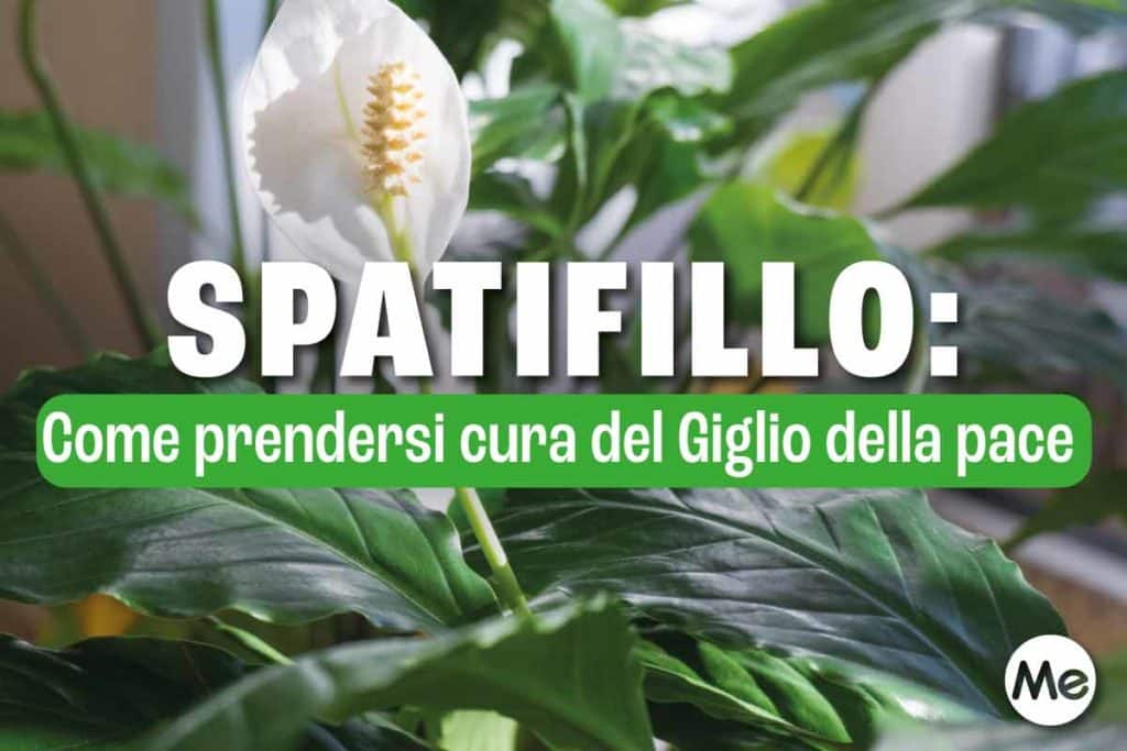 spatifillo.jpg