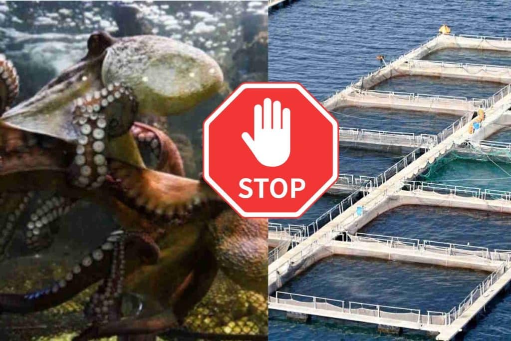 stop allevamento polpi.jpg