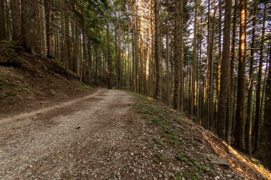 strada bosco.jpg
