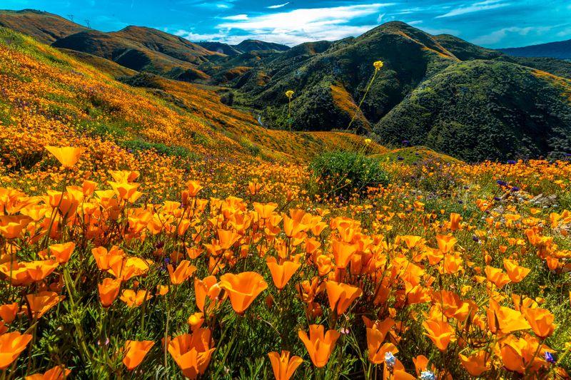 superbloom at lake elsinore 2019 m.jpg