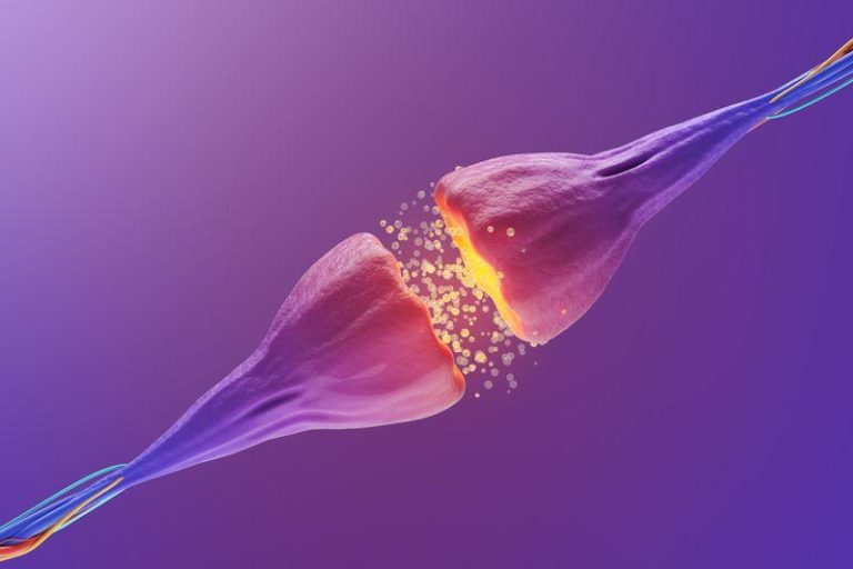 synapse m.jpg