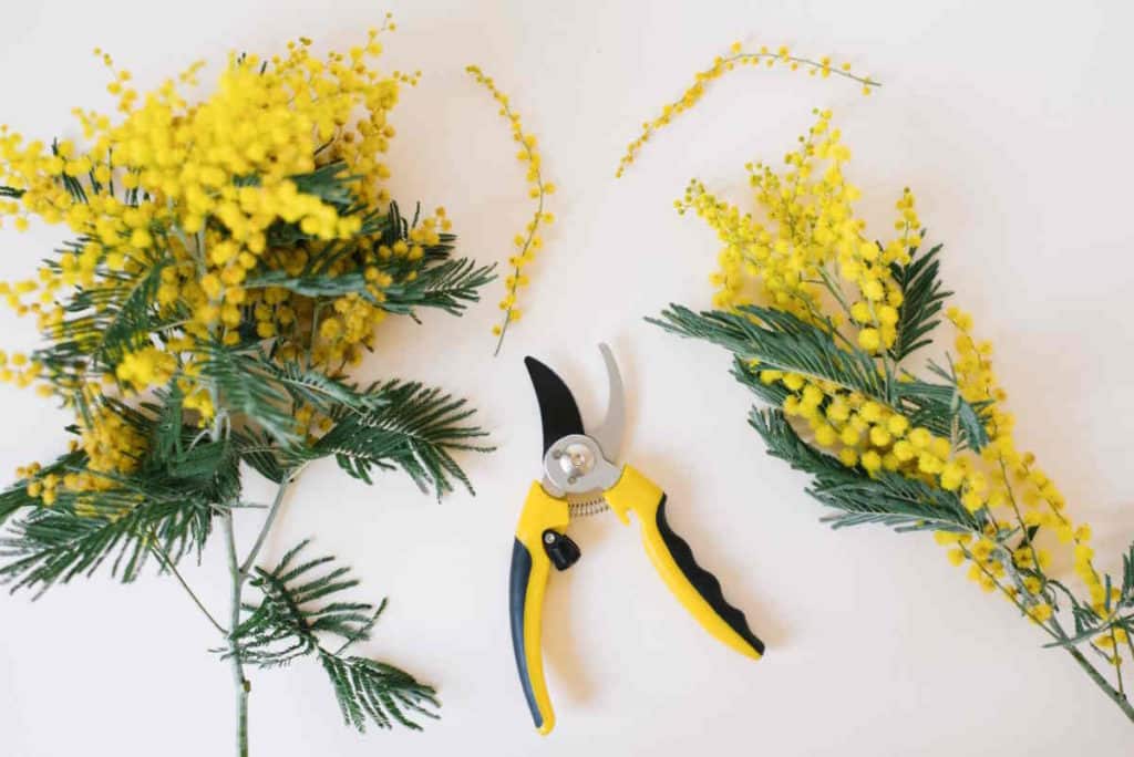 talea mimosa.jpg