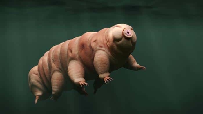 tardigrade m 1.jpg