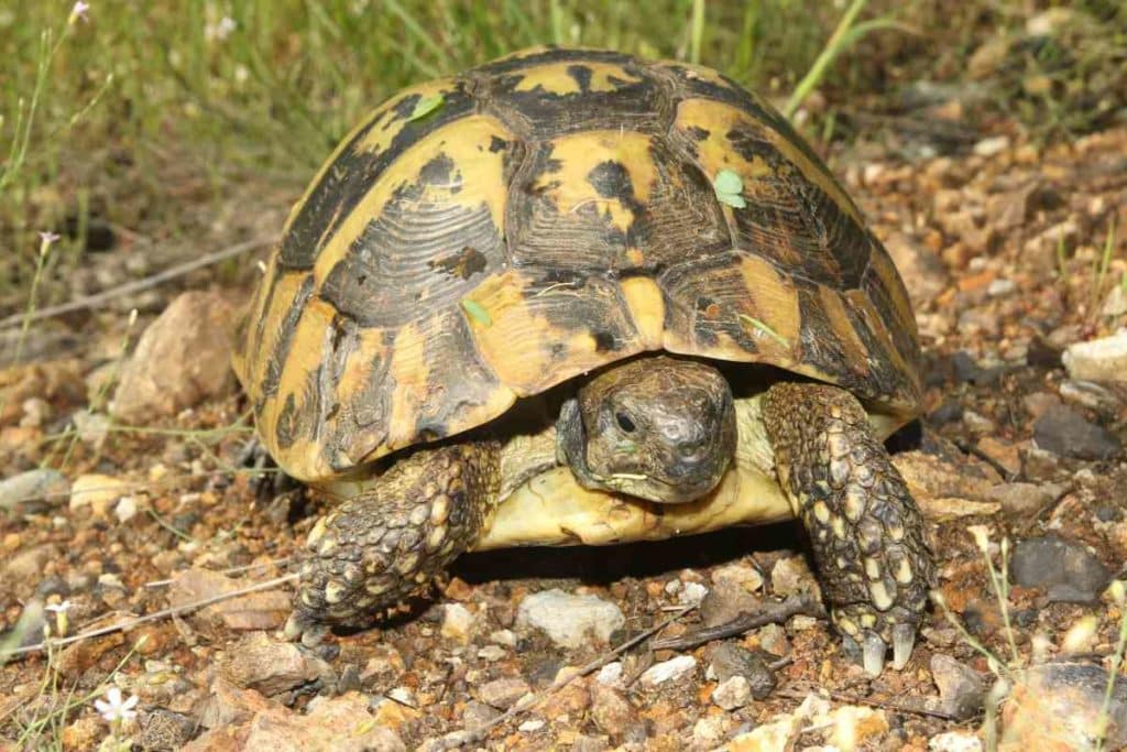 testudo hermanni.jpg