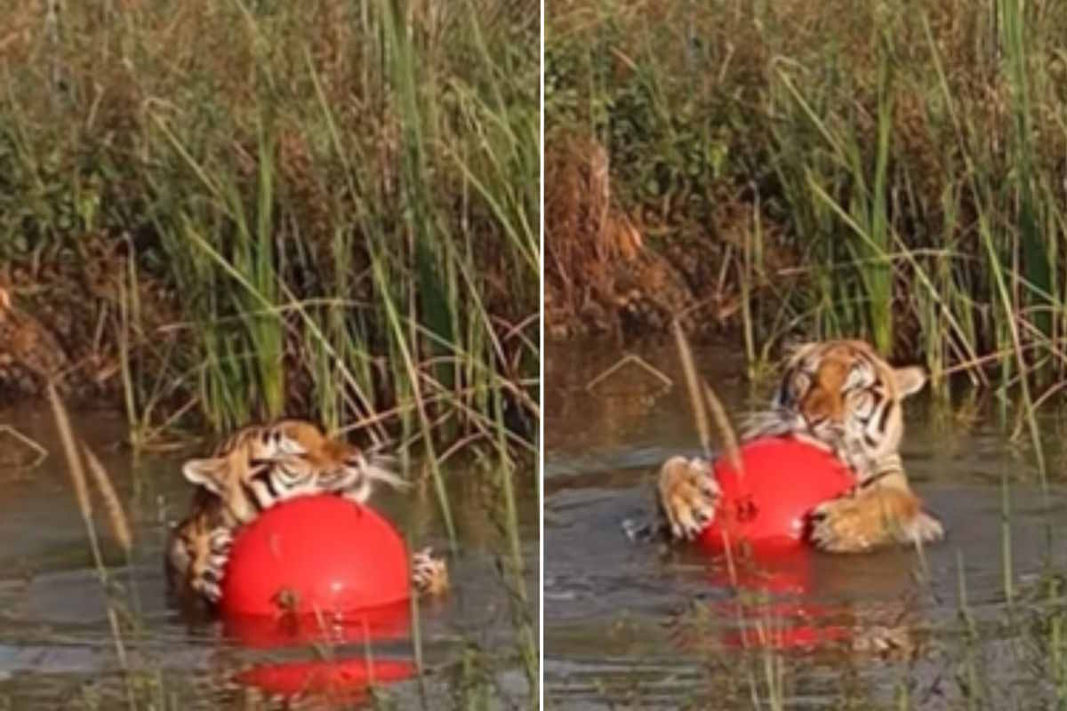 Salvata da un misero zoo, ora è in un santuario: questa tigre che gioca con una palla ti metterà di buon umore 1 tigre santuario.jpg