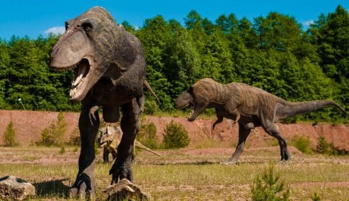 tirannosauro rex 500x288.jpg