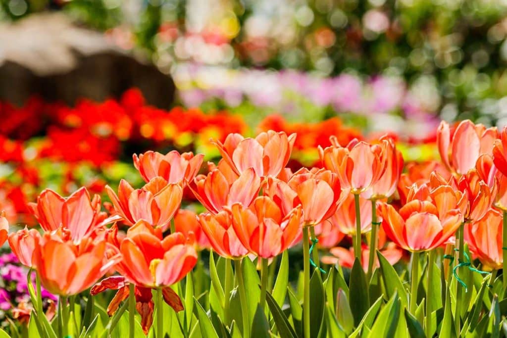 tulp festival.jpg