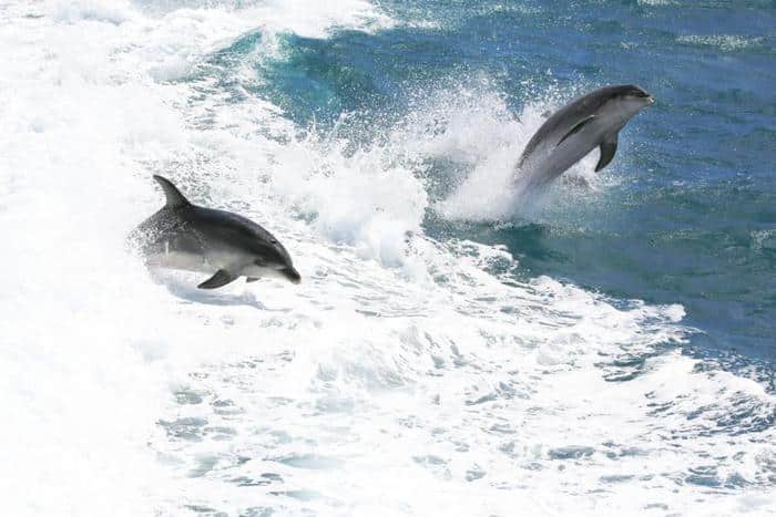 two bottlenose dolphins leaping out of foamy waves m.jpg