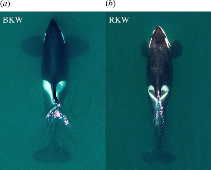 two species of orcas m.jpg