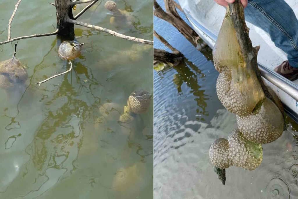 uova lago.jpg